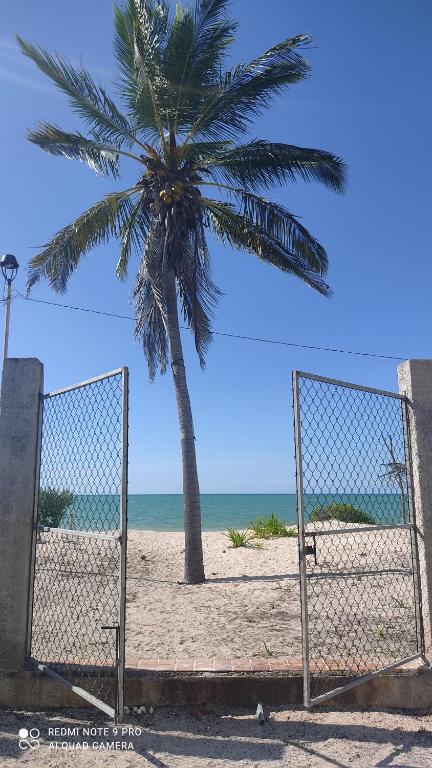 a palm tree on the beach with a fence at LA CHOZITA DEL MAR in Celestún