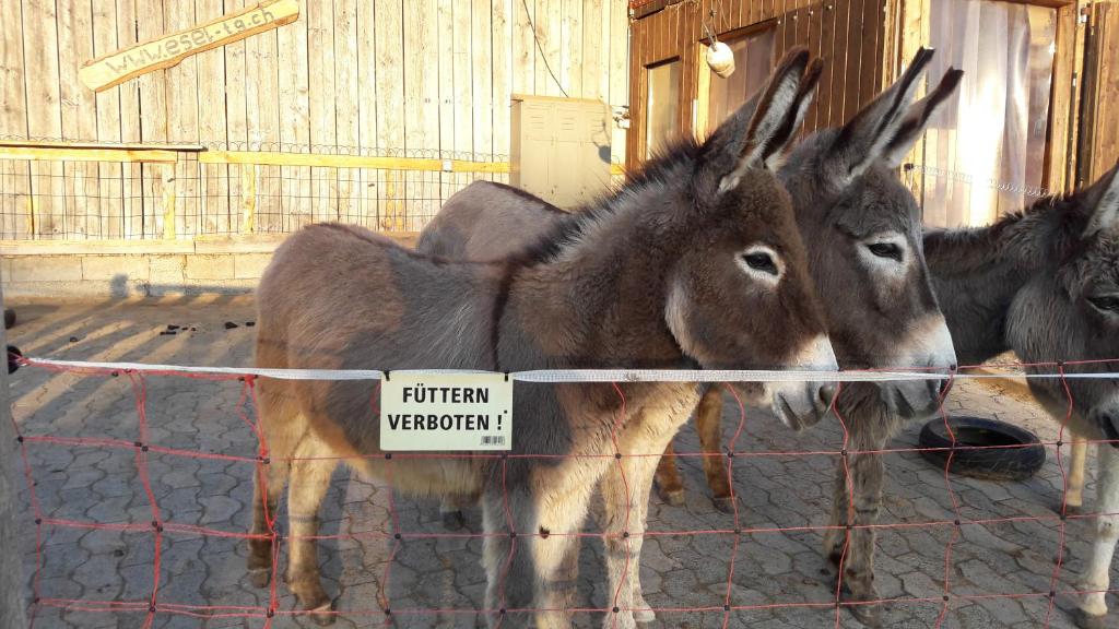 Altri animali domestici presso l'appartamento o nei dintorni