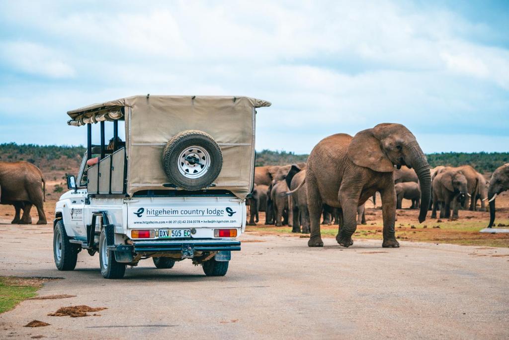 Ein Laster fährt mit einer Elefantenherde die Straße entlang. in der Unterkunft Hitgeheim Country Lodge in Addo