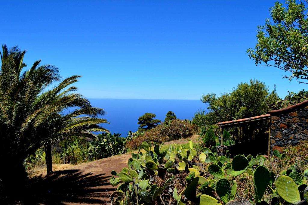 un jardín con una palmera, una casa y el océano en La Herbilla, en Garafía