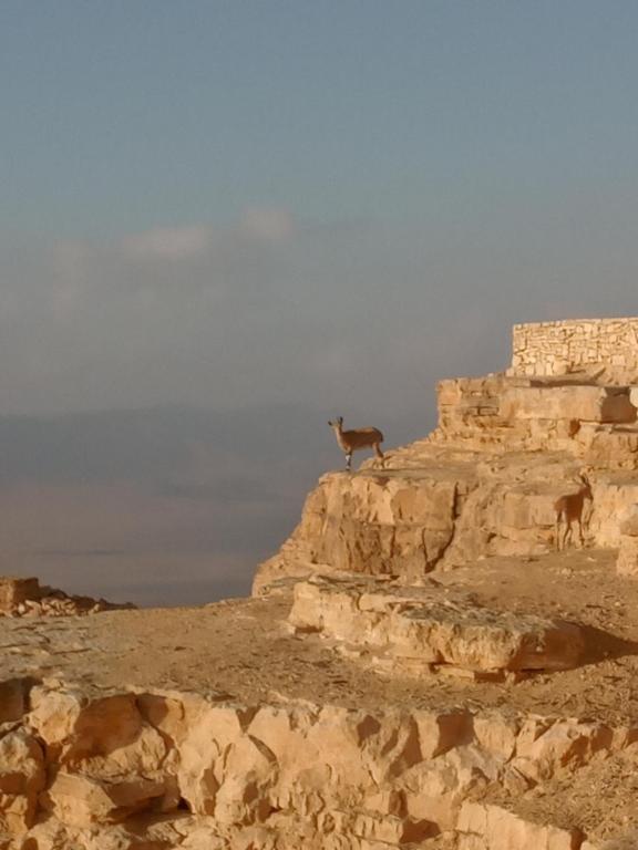 een hert op de top van een rotsachtige berg bij Heaven on erth in Mitzpe Ramon