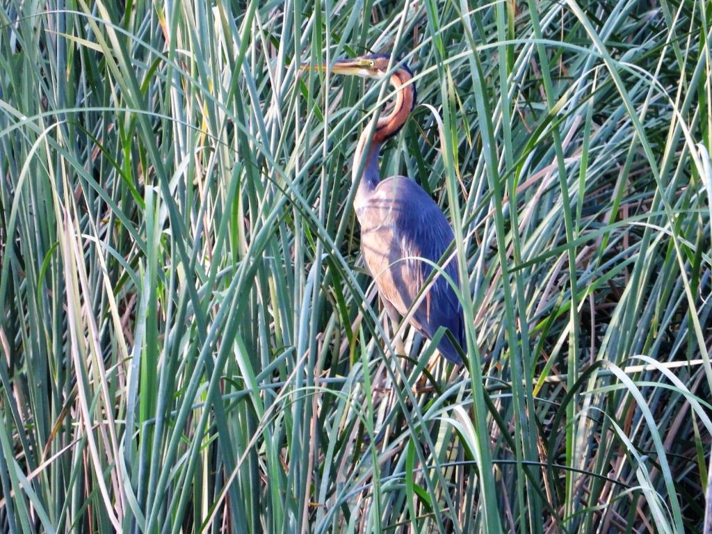 WatAir House Apartman Sarud - Two-Bedroom Apartment