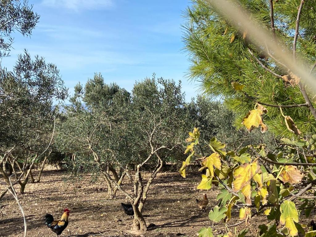 Suitetrails - Cortijo Rural Barranco la Higuera Aguamarga 7