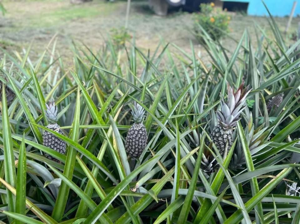 Zahrada ubytování Durian Ecolodge