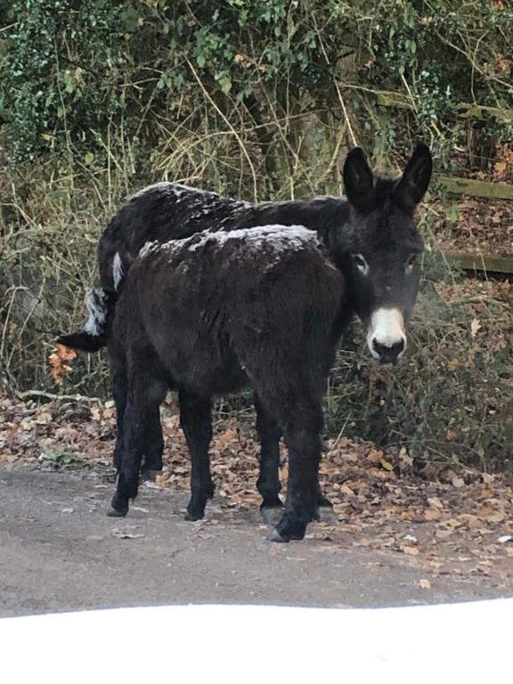 two black cows standing on the side of a road at Corner Cottage - character, charm, great location. in Ringwood