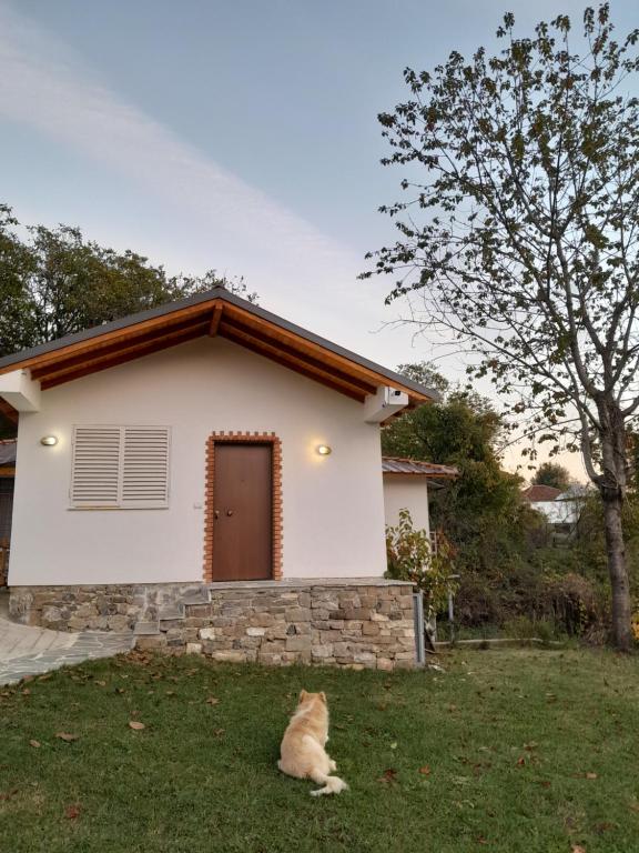 a cat sitting in the grass in front of a house at Guest House Laci in Tirana