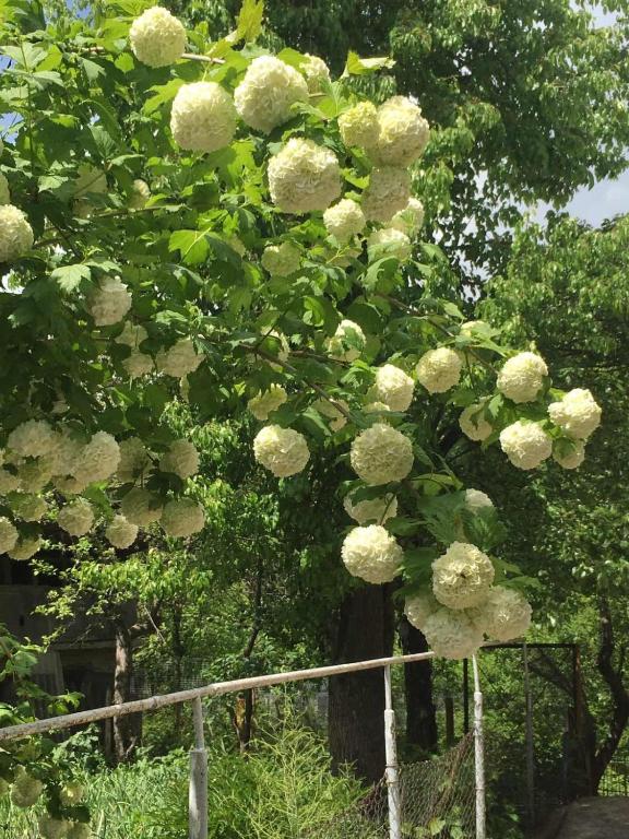 Ein Haufen weißer Rosen wächst auf einem Baum in der Unterkunft PRETTY HOME in Dilidschan