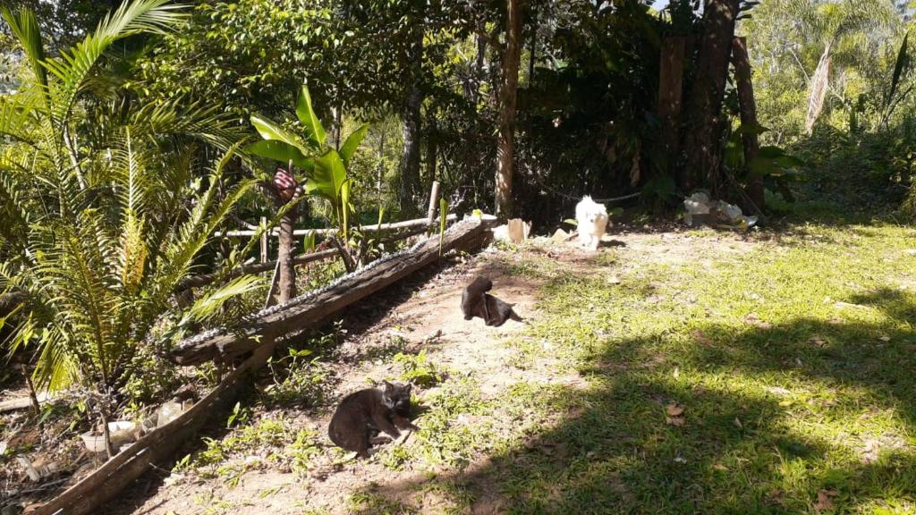 サント・アマロ・ダ・インペラトリスにあるRecantinho da florestaの草の上を歩く猫の群れ