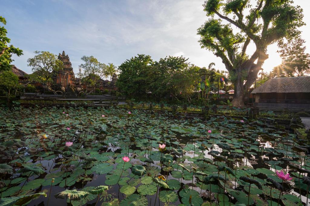 a pond filled with lots of lily pads at Puri Saraswati Dijiwa Ubud in Ubud