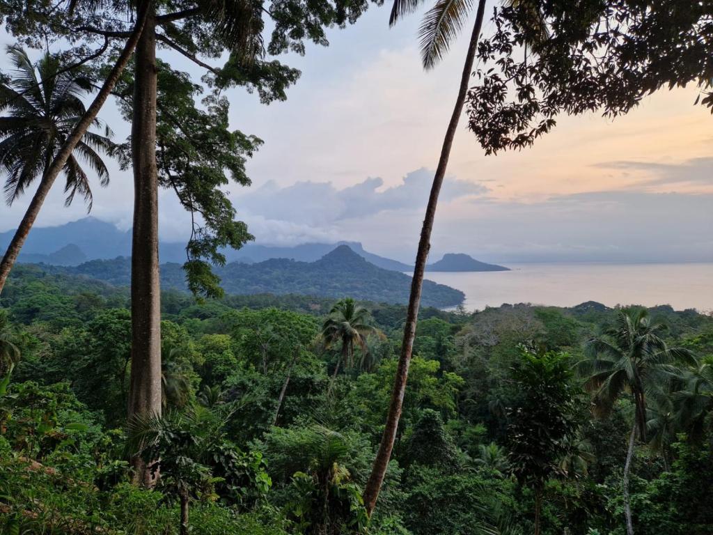 a view of the rainforest from the forest canopy at World's View Wild Camping Salaszoi, Principe Island in Santo António