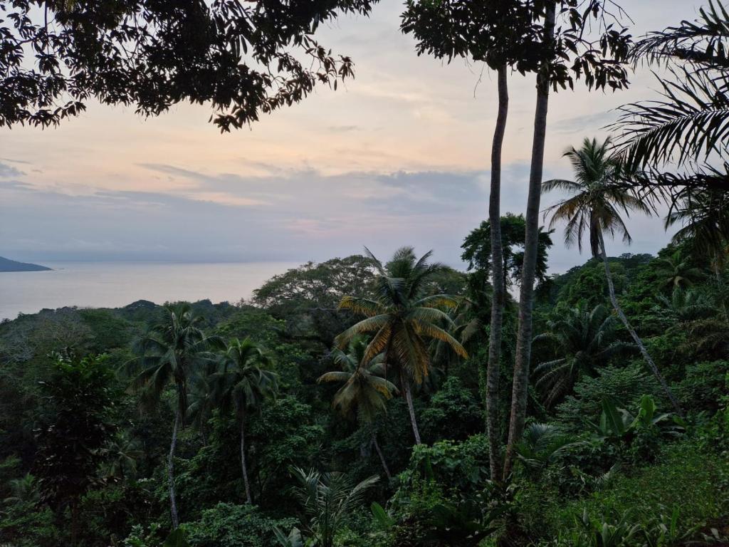 a view of the jungle from the rainforest at World's View Wild Camping Salaszoi, Principe Island in Santo António