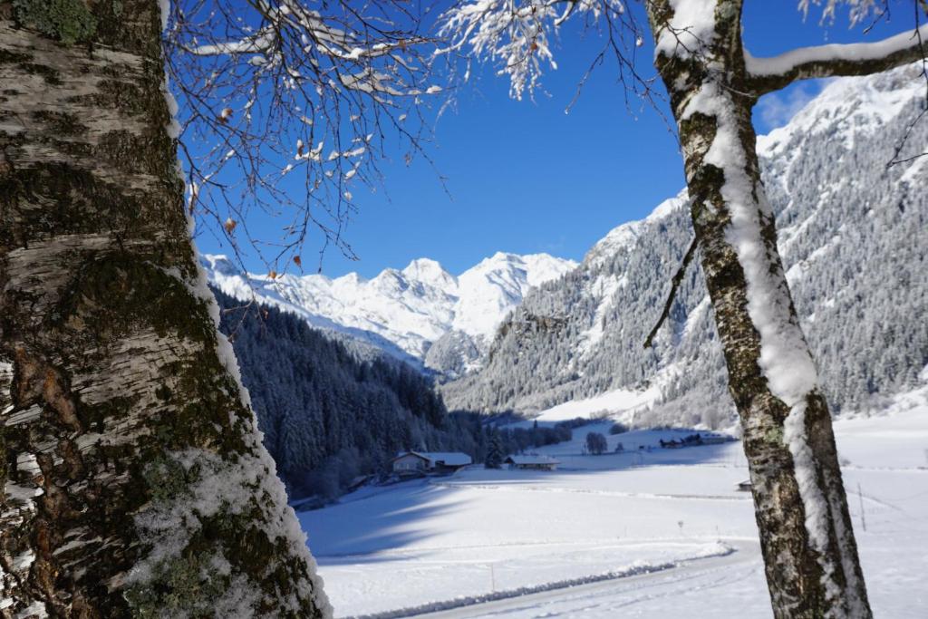 a view of a snowy mountain range from behind a tree at Seeberhof in Racines