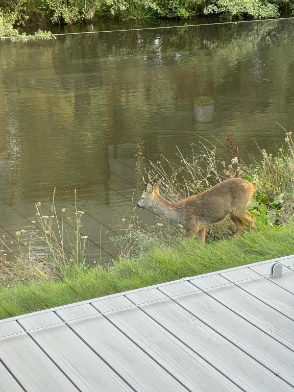 Fotografie z fotogalerie ubytování Forest Lake Lodge v destinaci Landford