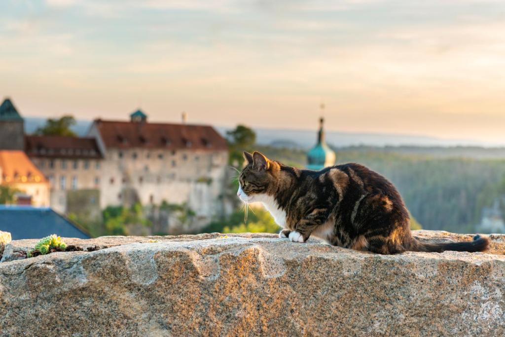 Domácí mazlíčci ubytovaní s hosty v ubytování Hotel Zur Aussicht