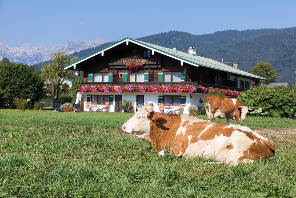 zwei Kühe, die vor einem Haus auf einem Feld liegen in der Unterkunft Ferienwohnung Drachllehen in Schönau am Königssee