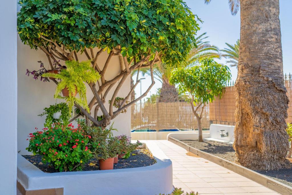 Apartamentos Isla de Lobos - Adults Only - 9