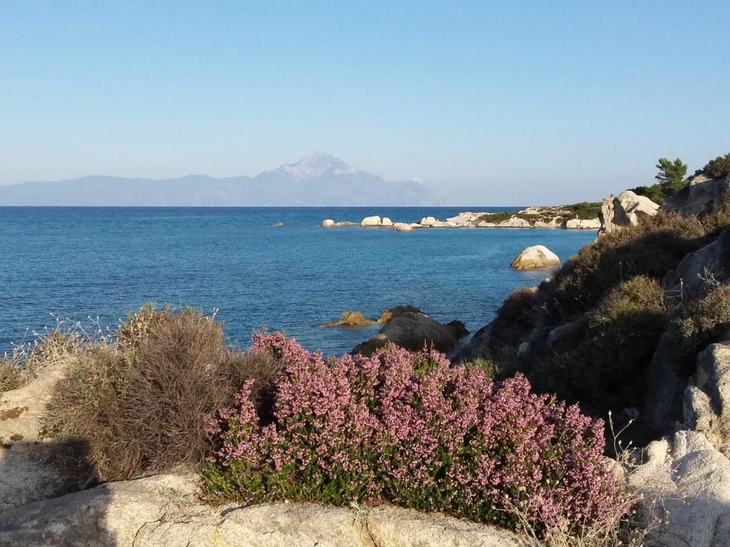 a bush with pink flowers on the rocks near the water at Haus Despina in Sarti