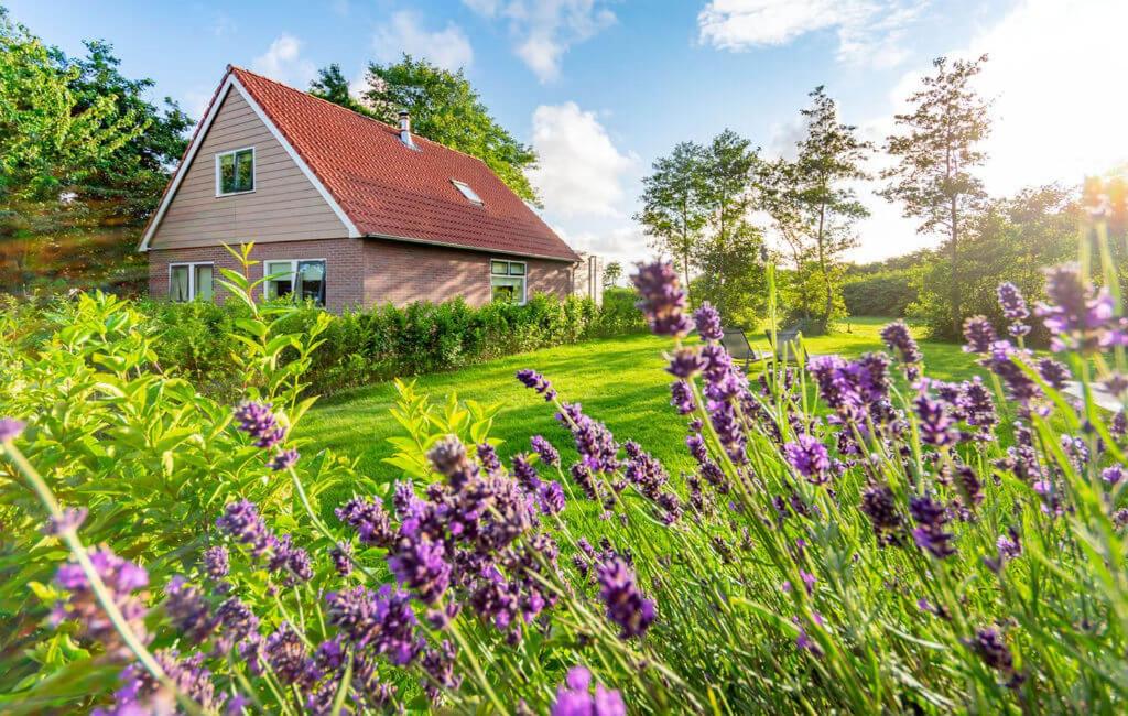 a field of purple flowers in front of a house at WaddenParels Zoet in Midsland