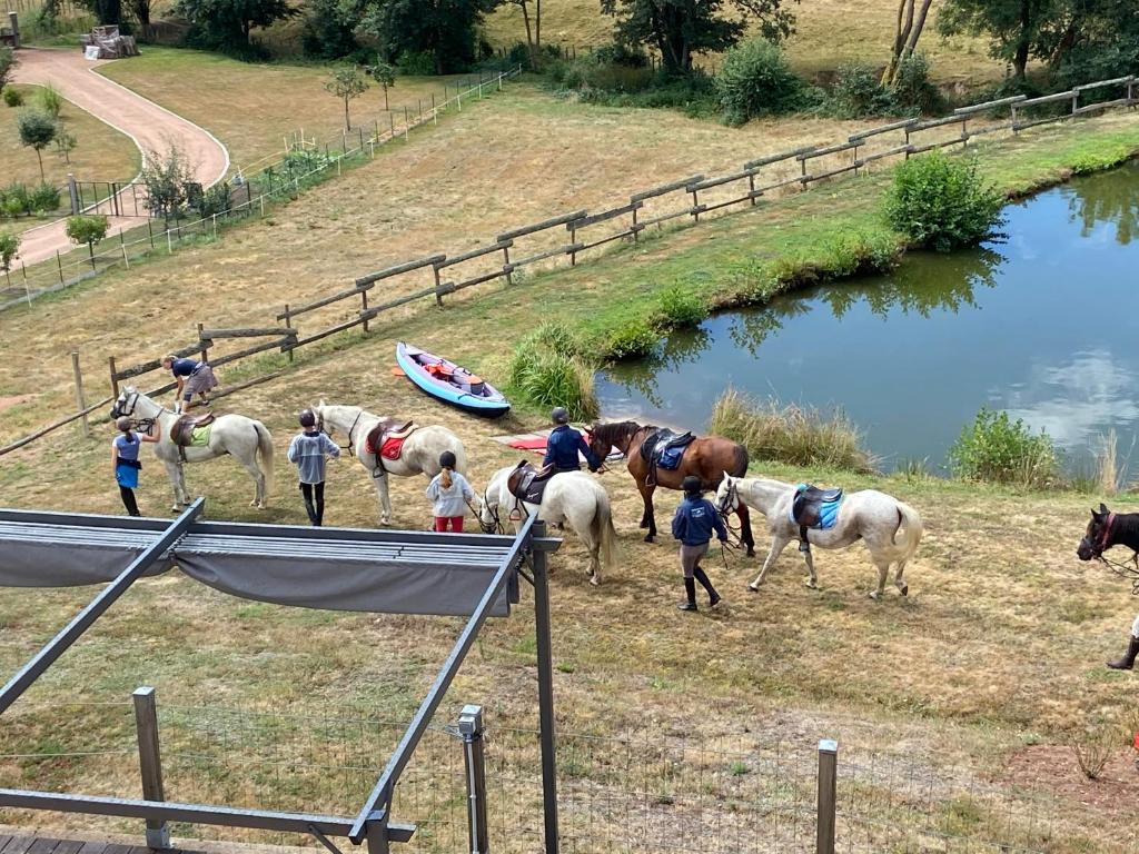 Zvířata v hotelu nebo okolí