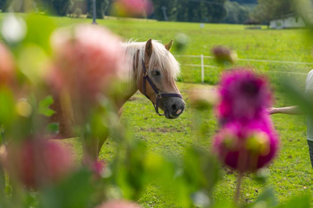 Zvieratá na farme alebo blízkom okolí