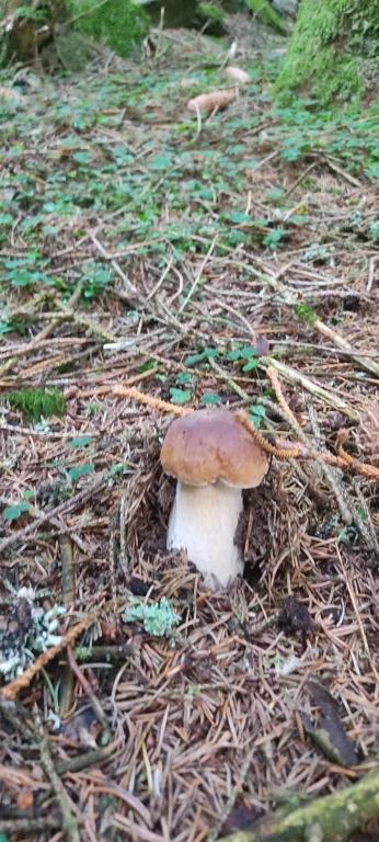 a brown and white mushroom sitting on the ground at Bulle de Bois, écolodge insolite avec spa privatif au milieu des volcans - Bulles d&#39;Herbe in Queyrières