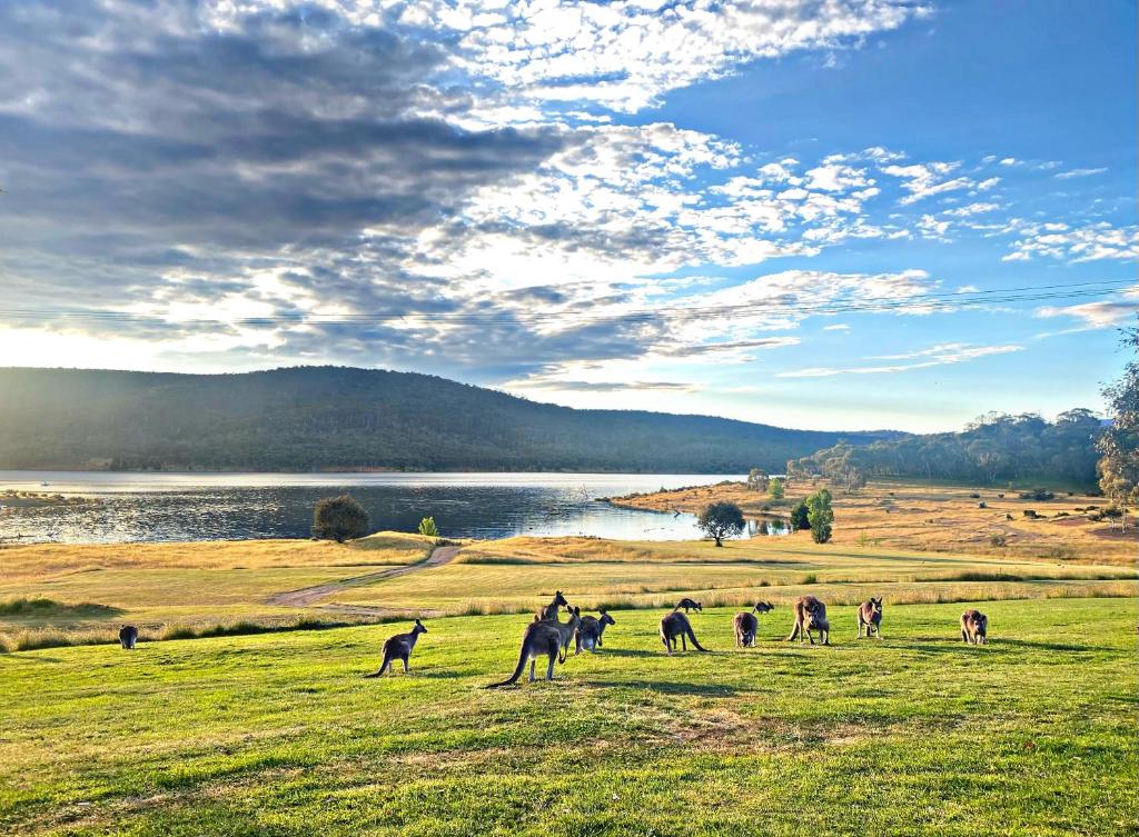 a group of monkeys walking in a field next to a lake at Anglers Reach Lakeside Village in Anglers Reach