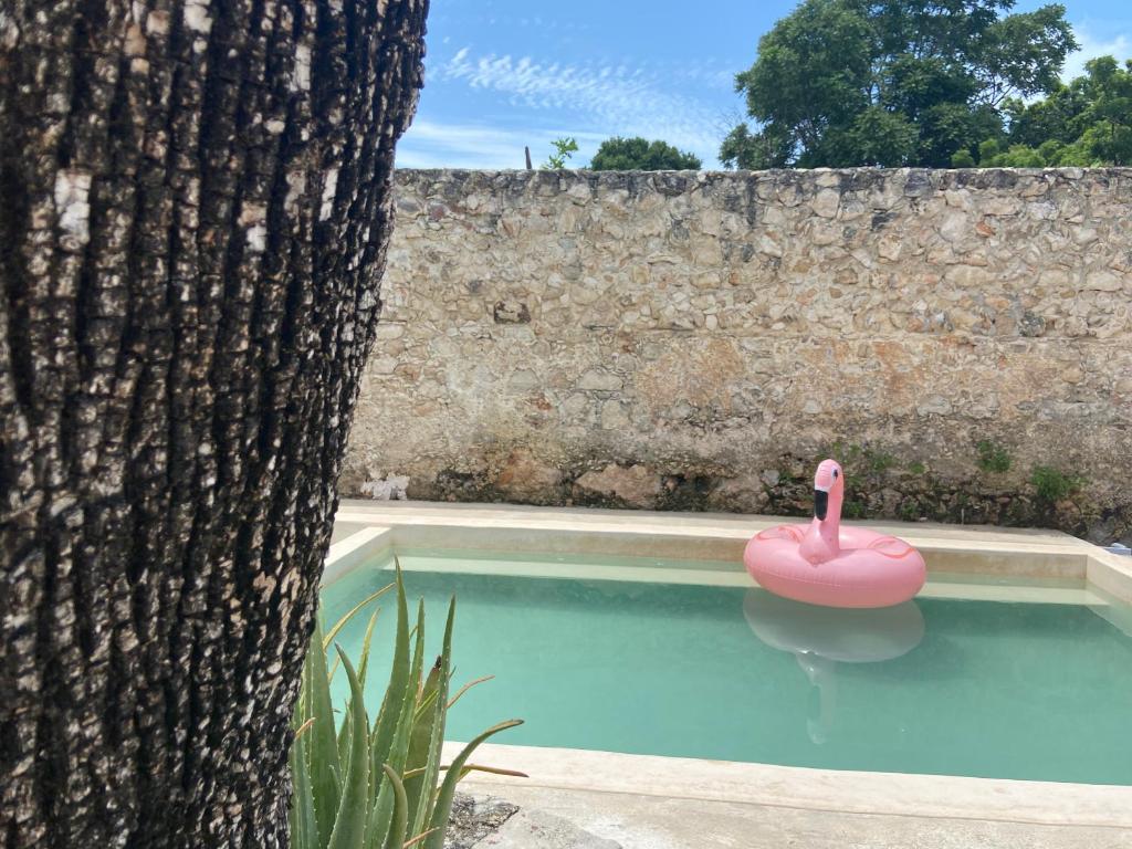 um flamingo rosa numa piscina ao lado de uma árvore em La Casa Rosal, Pool em Campeche