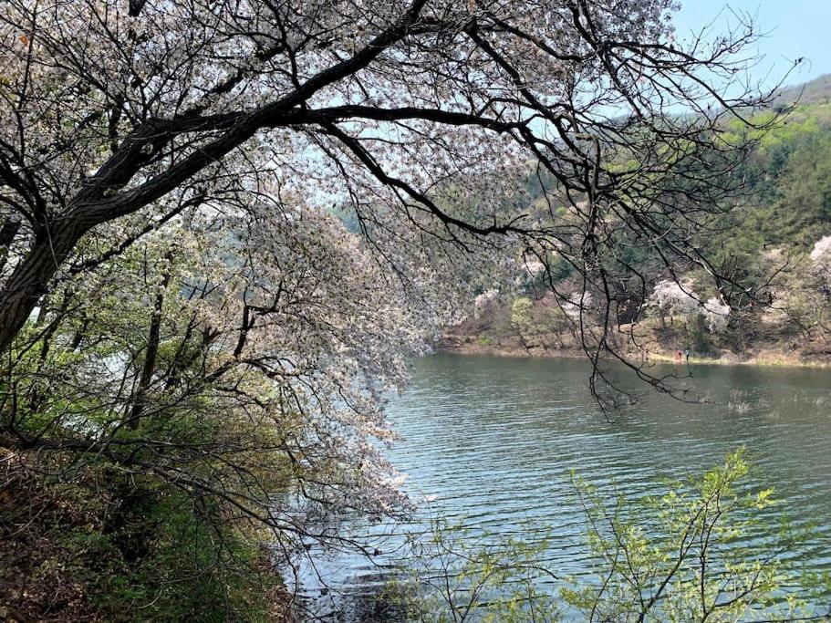 a view of a river from the branches of a tree at Lakeside Mirinae Villa in Anseong