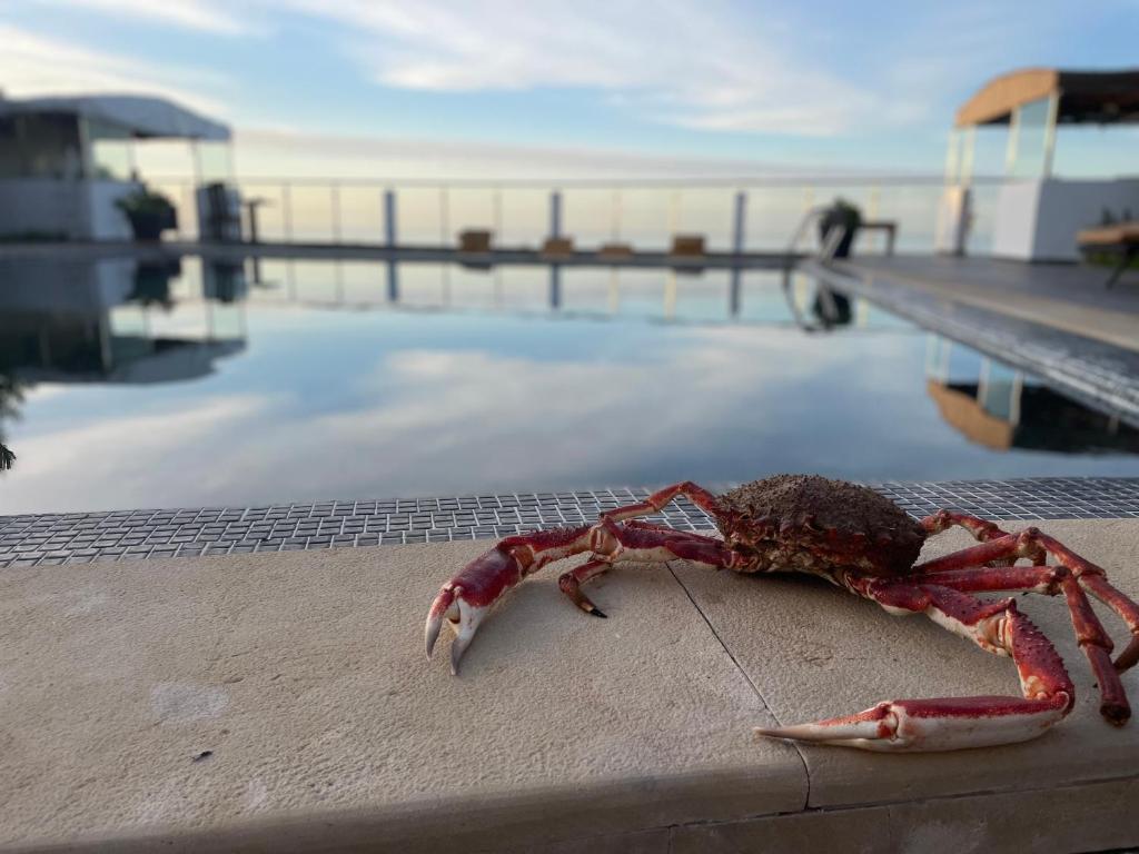 a dead lobster sitting on the edge of a swimming pool at Auberge Oualidia Dream in Oualidia