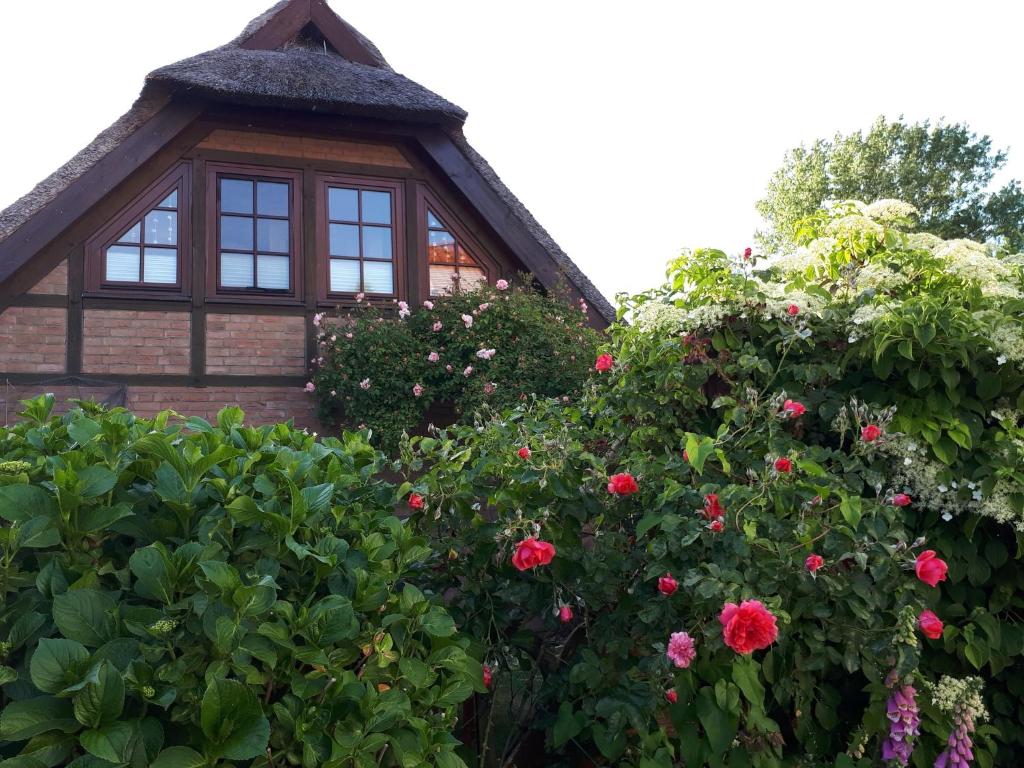 a garden with roses in front of a house at Darssblick in Fuhlendorf