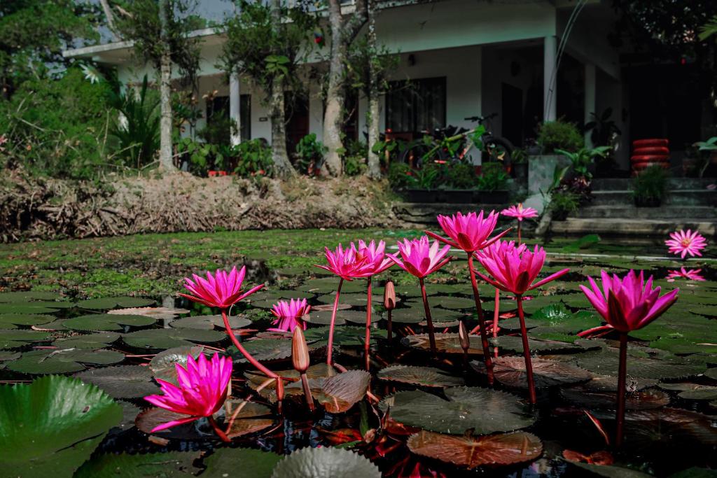 un groupe de fleurs roses dans un étang dans l'établissement Marari Ebin Charlys, à Mararikulam
