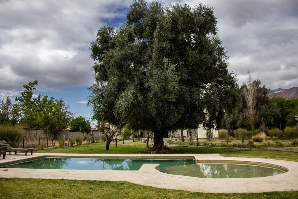 a tree sitting next to a small swimming pool at Vieja Posada Hotel Histórico in Cafayate