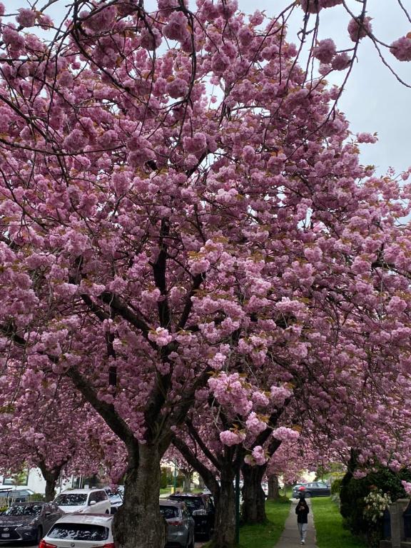 un albero ricoperto di fiori rosa su un marciapiede di Six minutes to Rupert station a Vancouver
