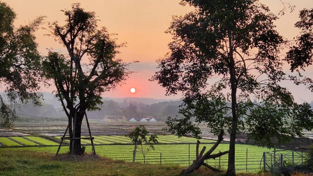 un coucher de soleil sur un champ avec des arbres au premier plan dans l'établissement DGD Chiangmai, à Mae Rim