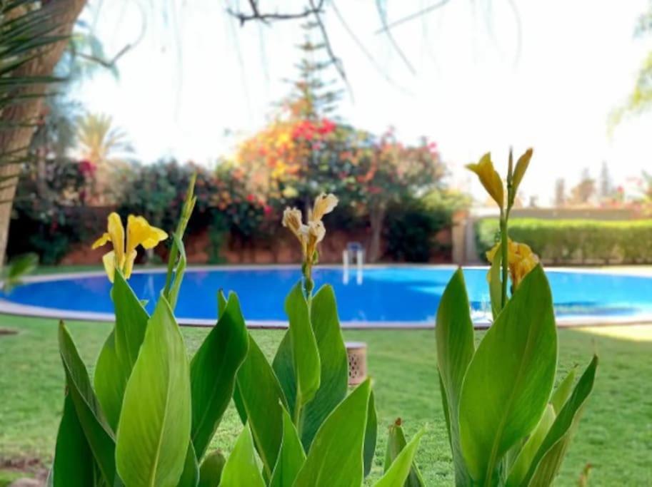 a plant with green leaves in front of a pool at Apartments Babylone 2 Marrakech in Marrakesh