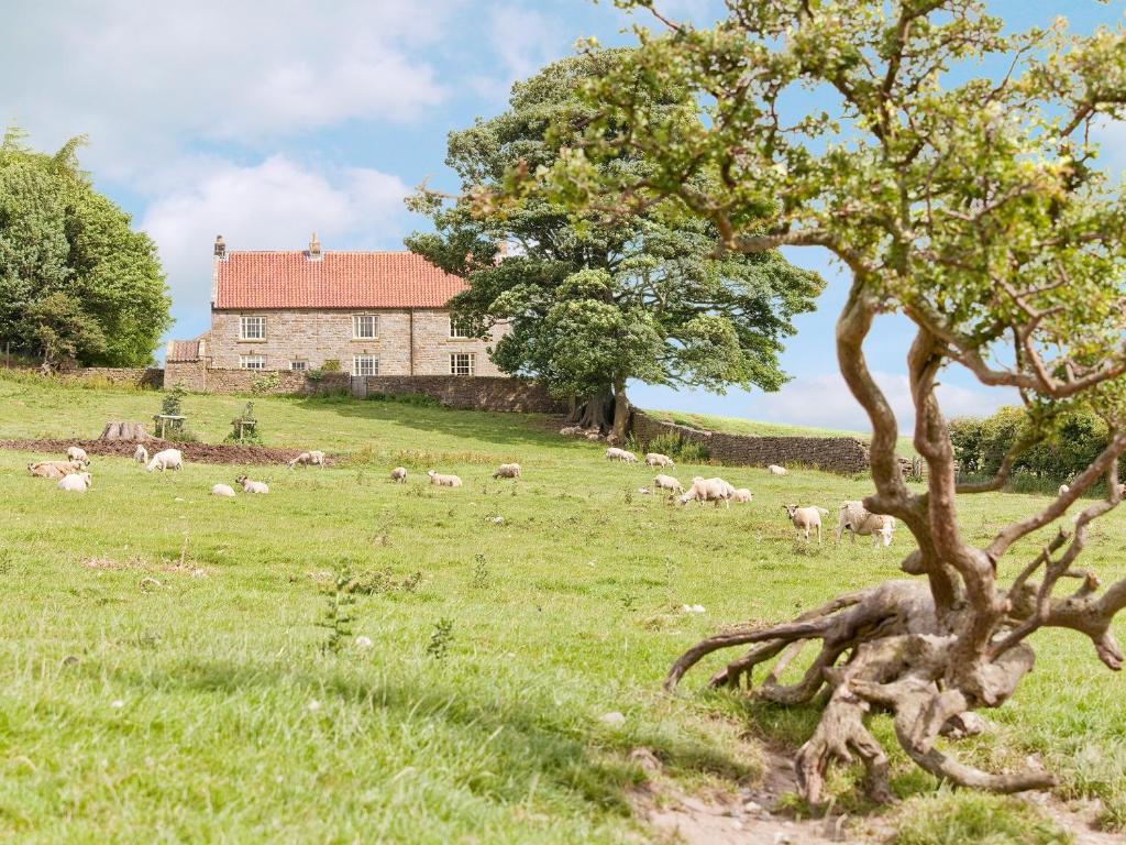 a herd of sheep grazing in a field next to a house at Warren Farmhouse in Kildale