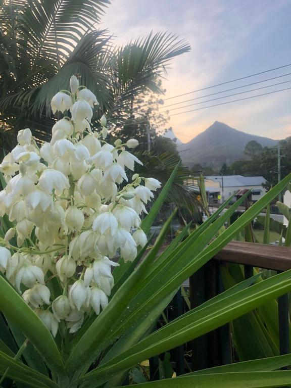 Chesson Lodge, Uki – Updated 2023 Prices Chesson Lodge, Uki – Updated 2023 Prices