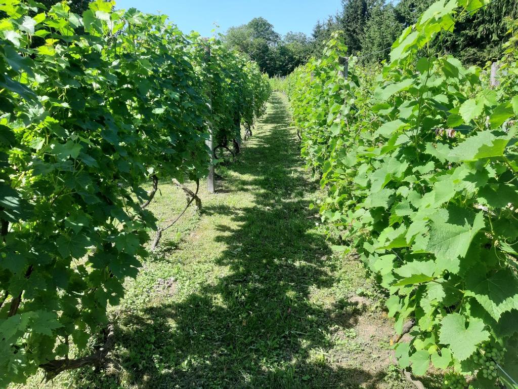 Vonkajšia záhrada v ubytovaní Siedlisko na Winnicy