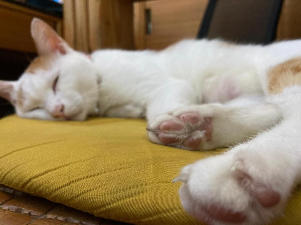 two white cats sleeping on top of a bed at 墾丁大街Kenting Night Market-福賓別館 Fu Bin Inn in Kenting