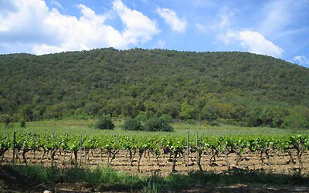 a field of vines with a mountain in the background at Gite au domaine de siouvette in La Môle