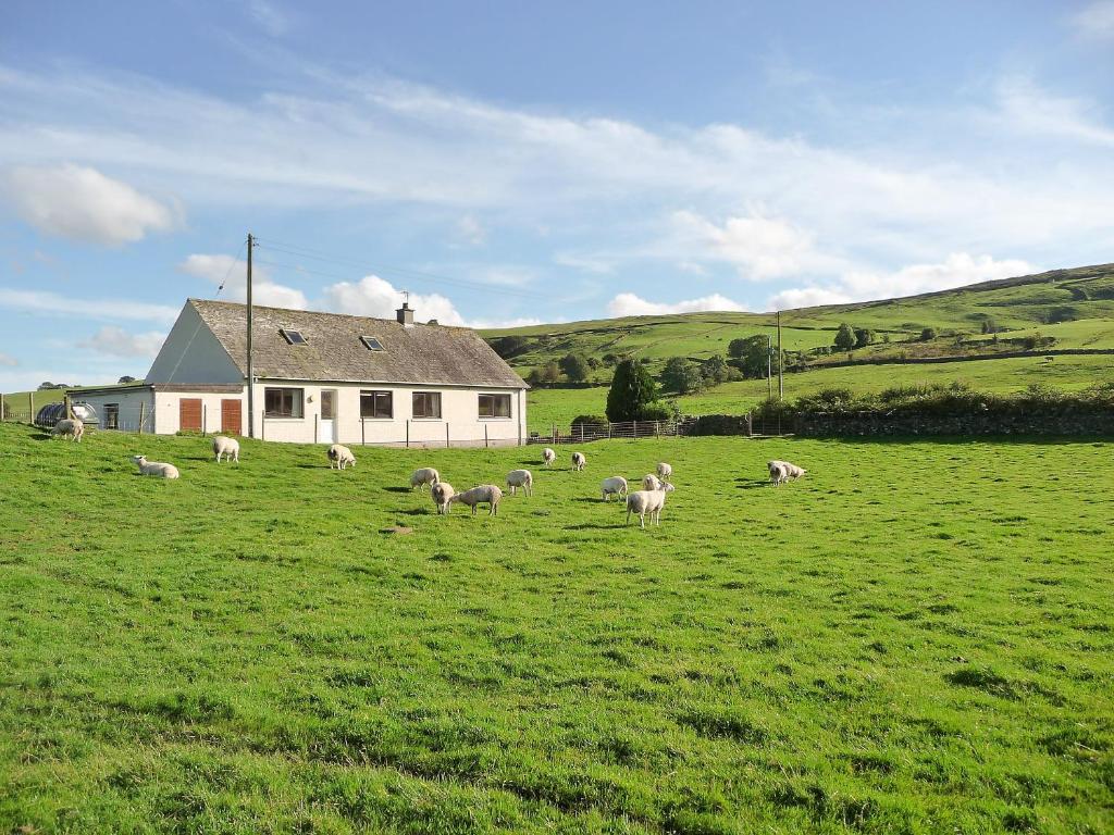 una manada de ovejas pastando en un campo frente a una casa en Glenbank, en Maxwelton