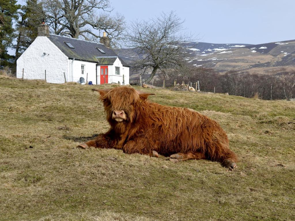 eine braune Kuh, die auf einem Hügel auf einem Feld liegt in der Unterkunft Buckhood - Swwy in Pearsie
