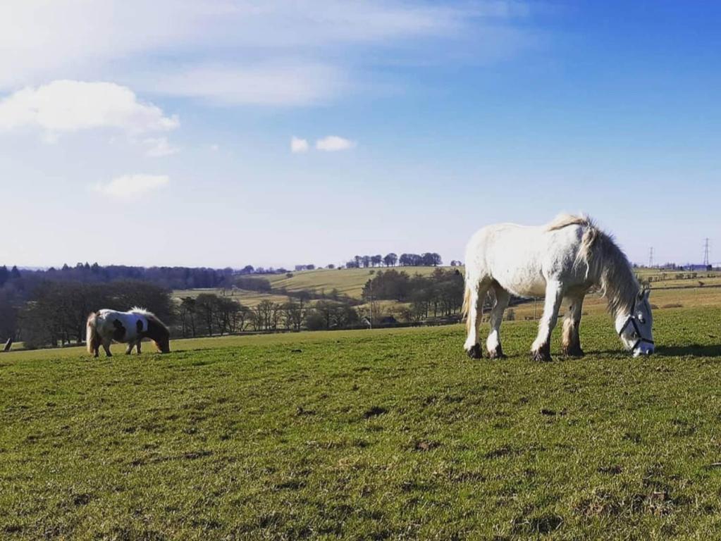 dois cavalos a pastar num campo de relva em Old Barn Farmhouse em Uplawmoor