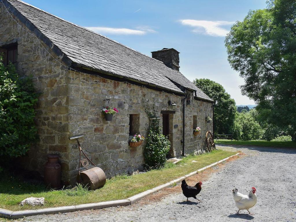 dos pollos parados fuera de un edificio de piedra en Bwthyn Barri, en Sarnau