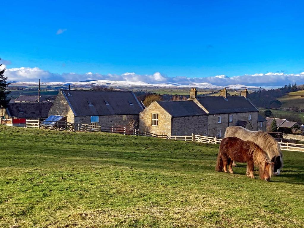 two horses grazing in a field in front of a house at The Old Mill - 28218 in Thropton