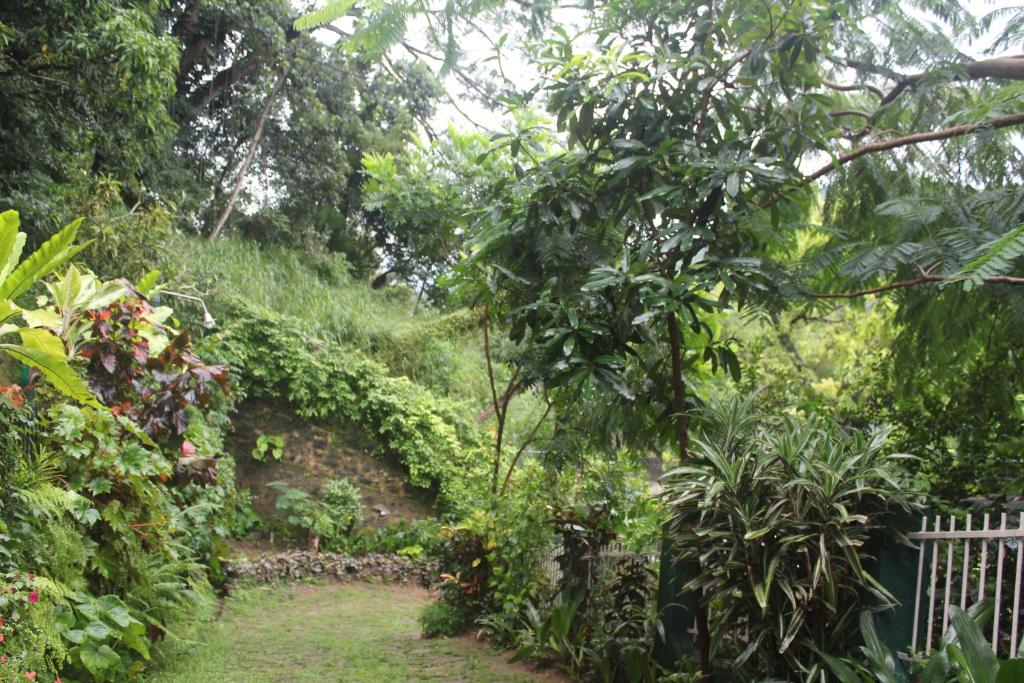 Κήπος έξω από το Lazy Bear Best Hostel in Kandy