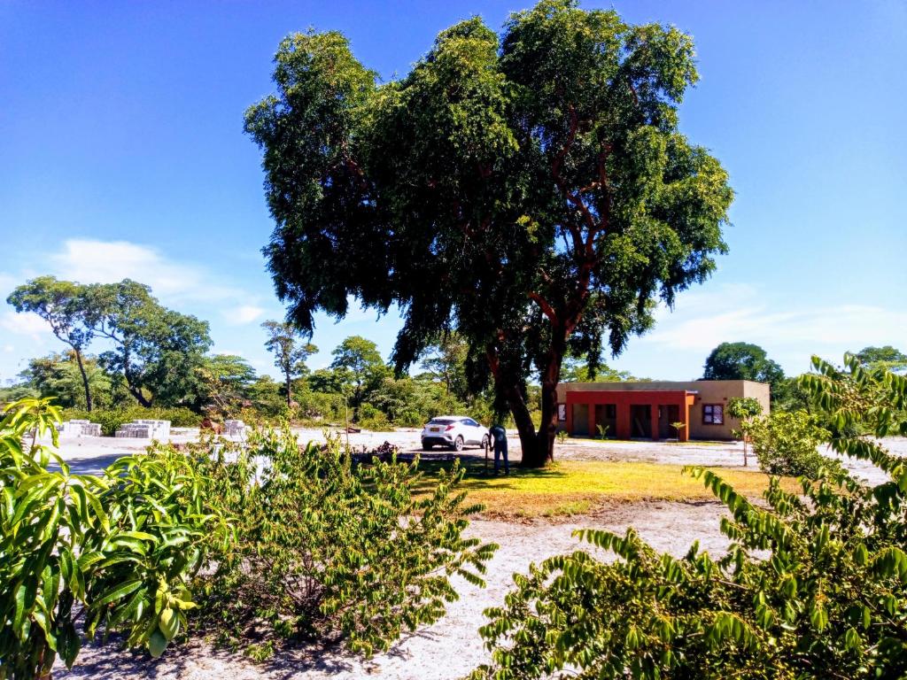 un grande albero di fronte a un edificio di NAMU Apartments a Katima Mulilo