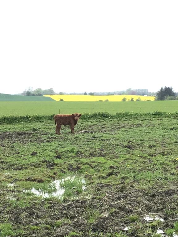 Domácí mazlíčci ubytovaní s hosty v ubytování Bremsmaj Farm Holiday