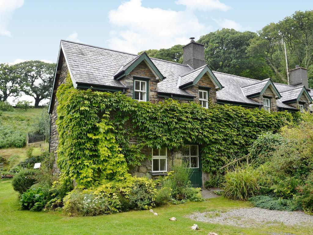 a house covered in green ivy at Erw Goed Hen Stabl in Arthog