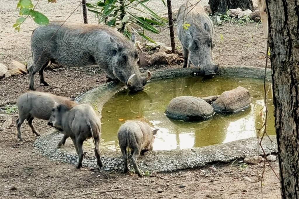 een groep varkens die water uit een vijver drinken bij Amani Milele (Everlasting Peace) in Marloth Park